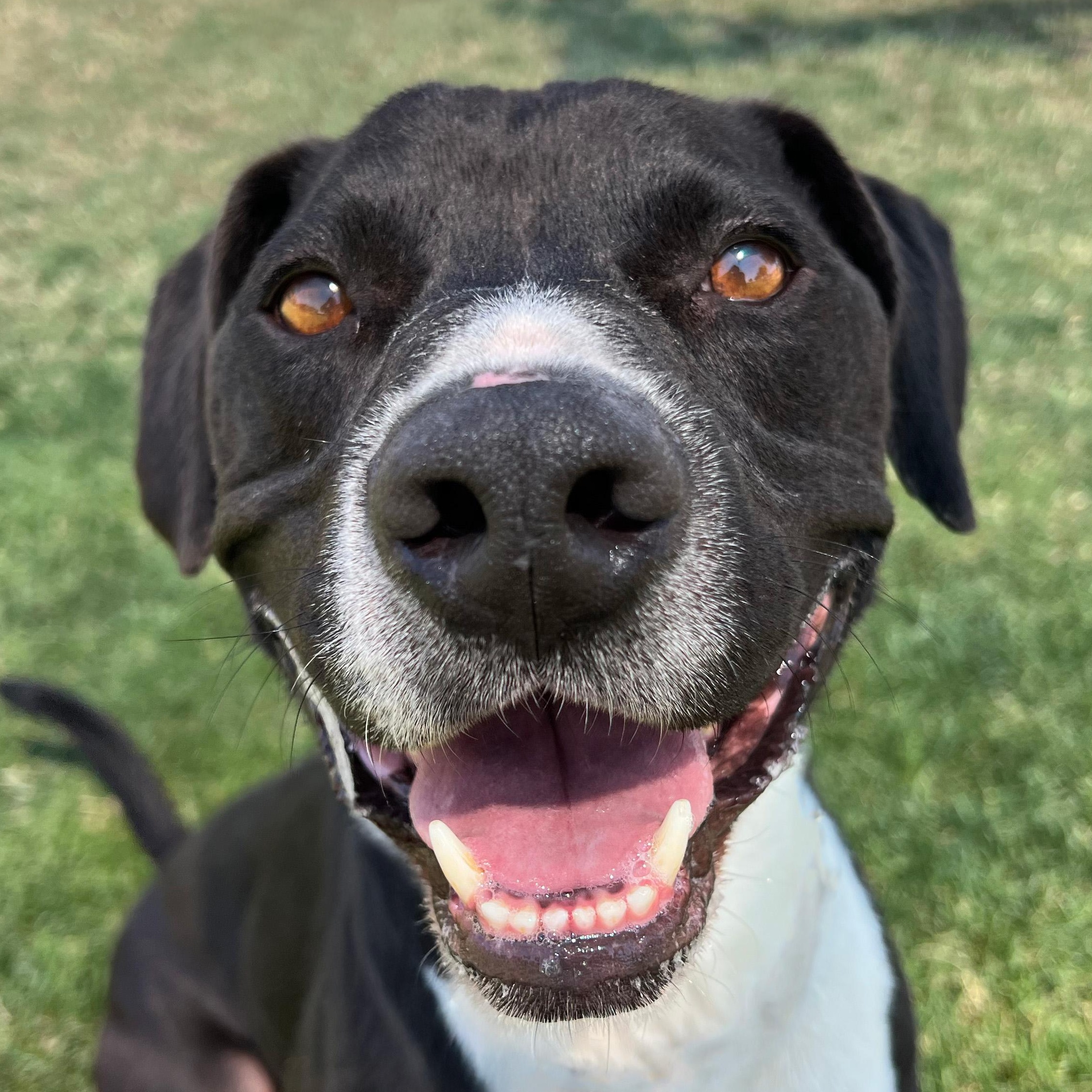 Pip, Adoptable, Adult Male Pit Bull Terrier.