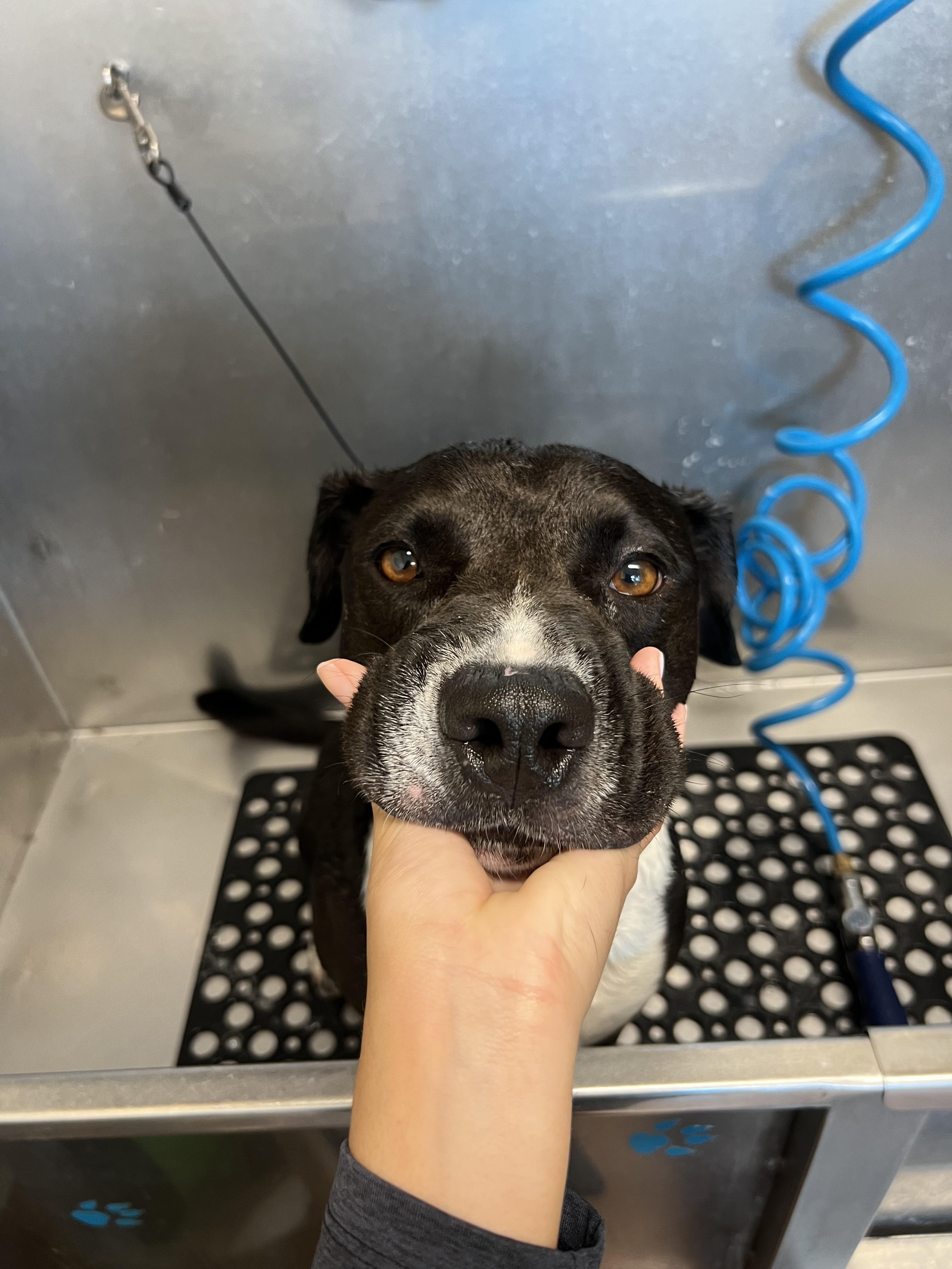 Pip, a Adoptable mixed breed in Clovis, CA image 2/5