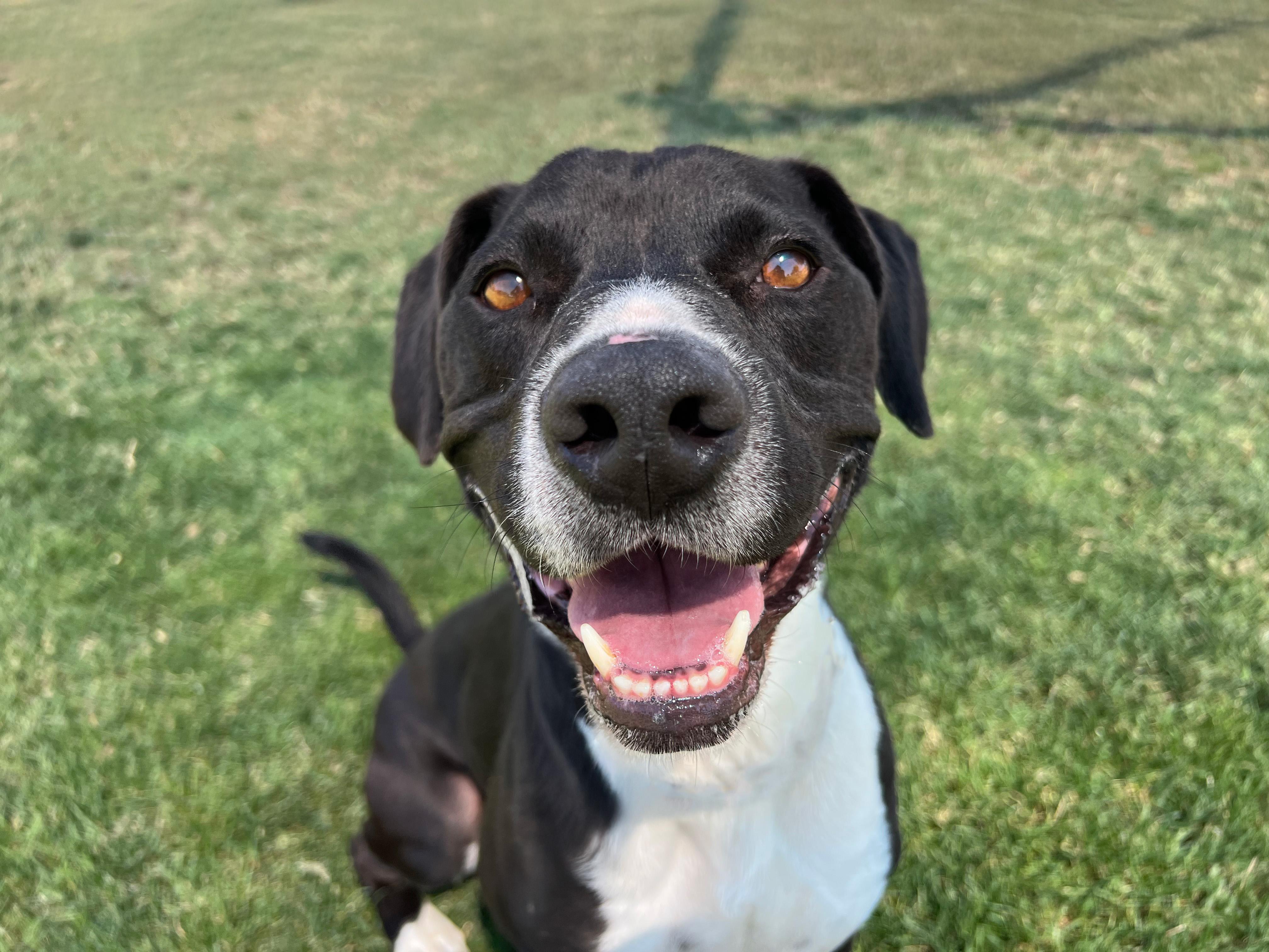 Pip, a Adoptable mixed breed in Clovis, CA image 3/5