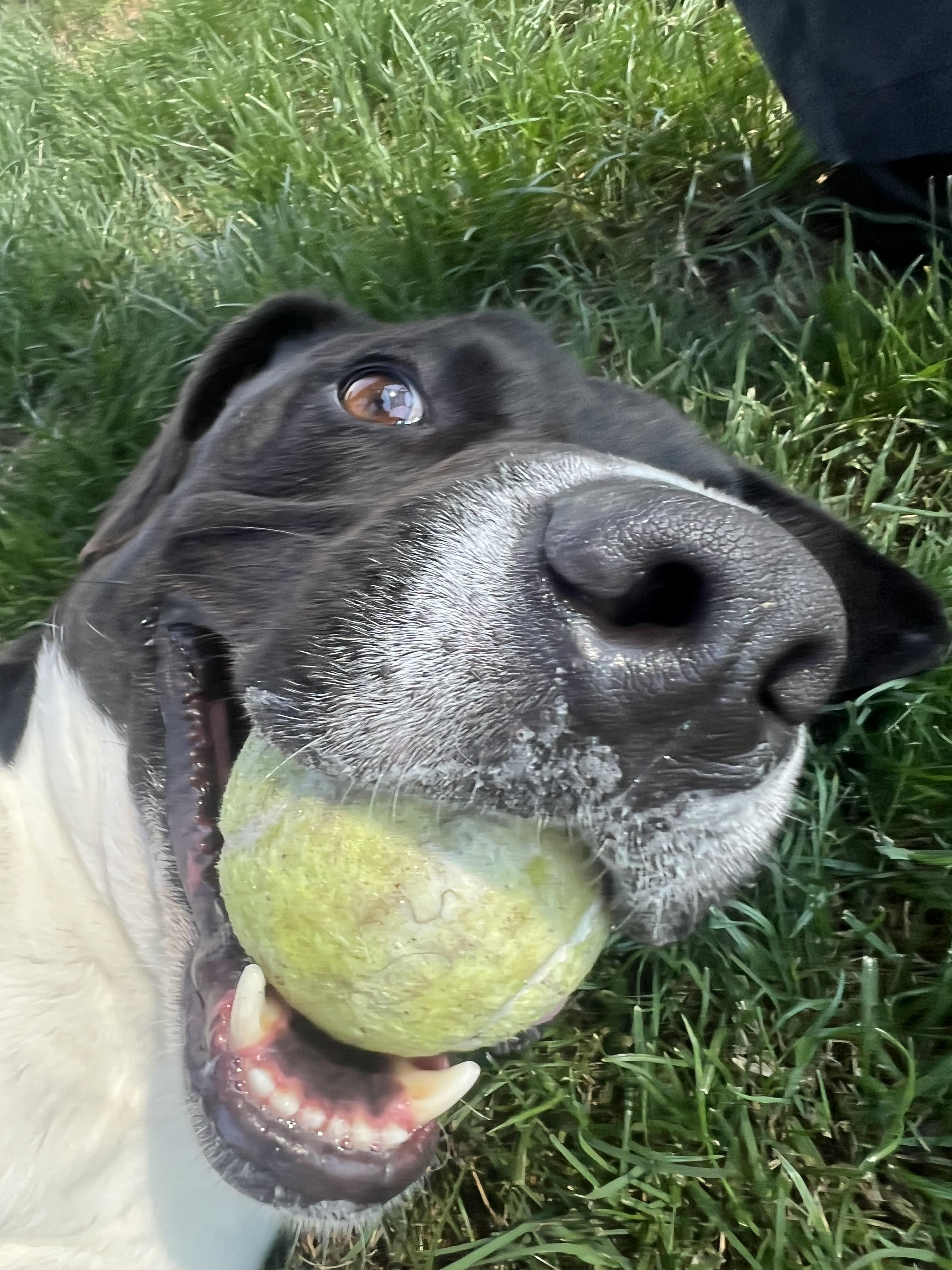 Pip, Adoptable, Adult Male Pit Bull Terrier.