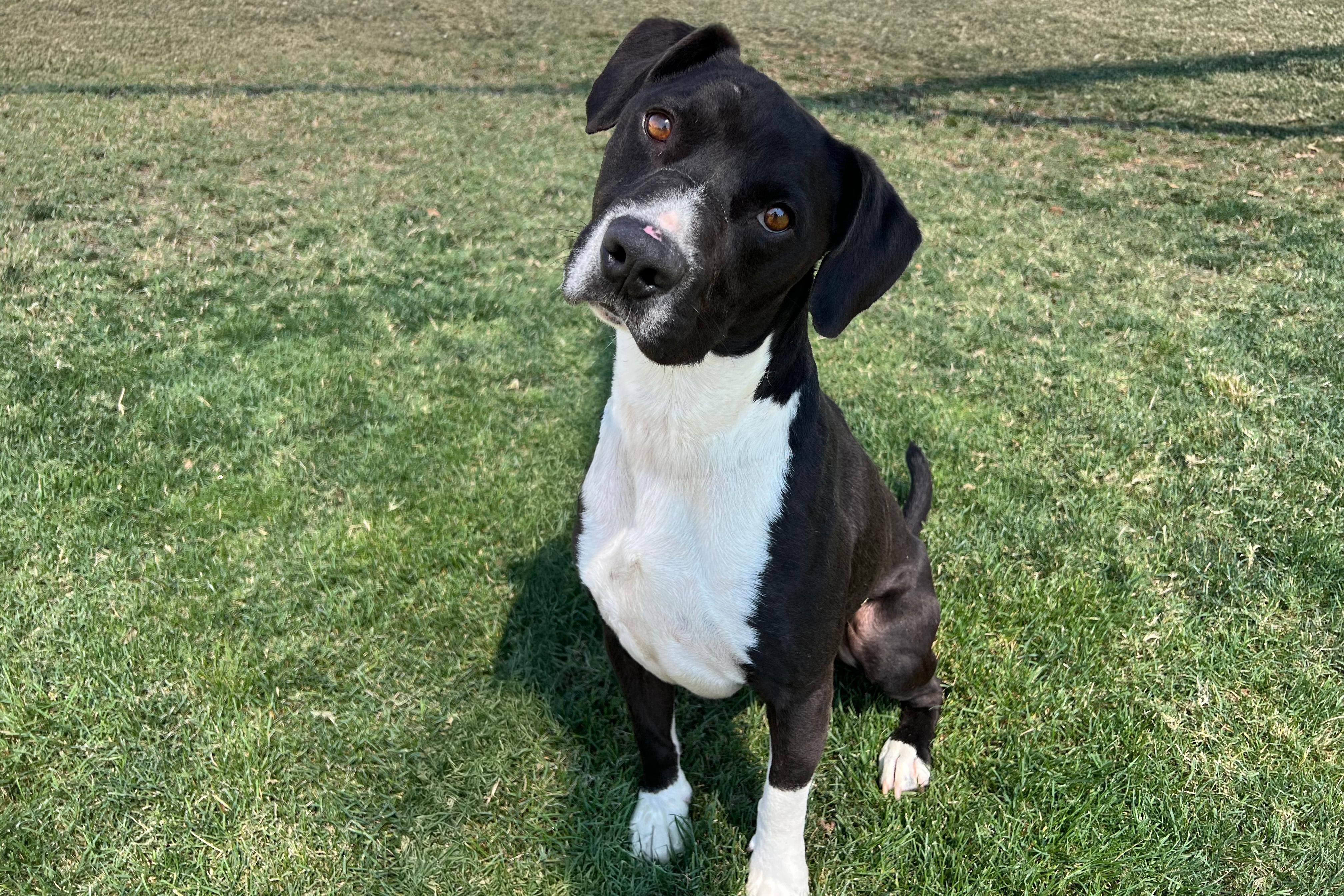 Pip, a Adoptable mixed breed in Clovis, CA image 5/5