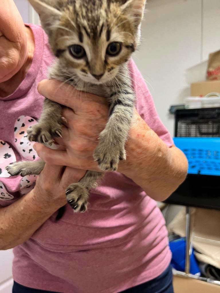 Rusty (Lily), Adoptable, Young Female Domestic Short Hair.