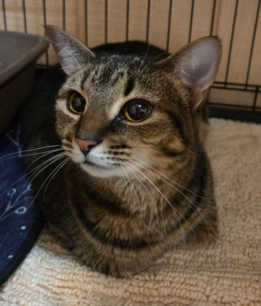 Rusty (Lily), a Adoptable Domestic Short Hair in Rutherfordton, NC image 2/2