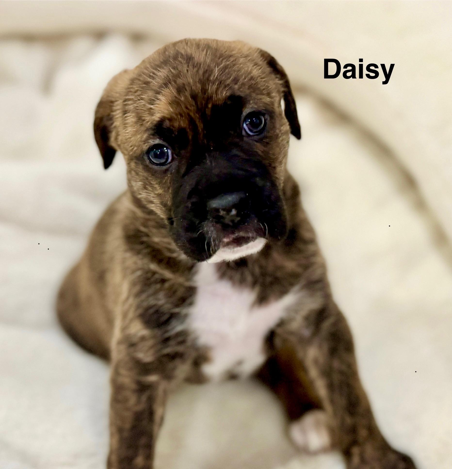 Daisy, ADOPTABLE, Puppy Female Boxer.