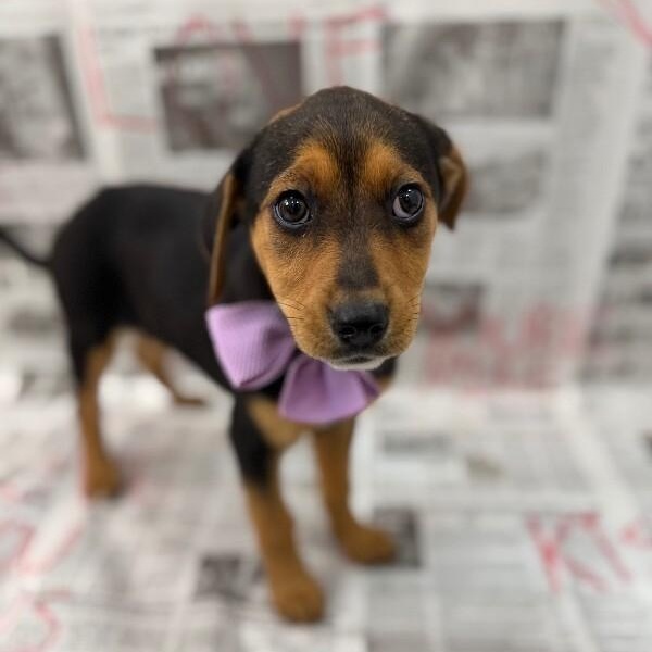 Astra Celestial — thumbnail 5