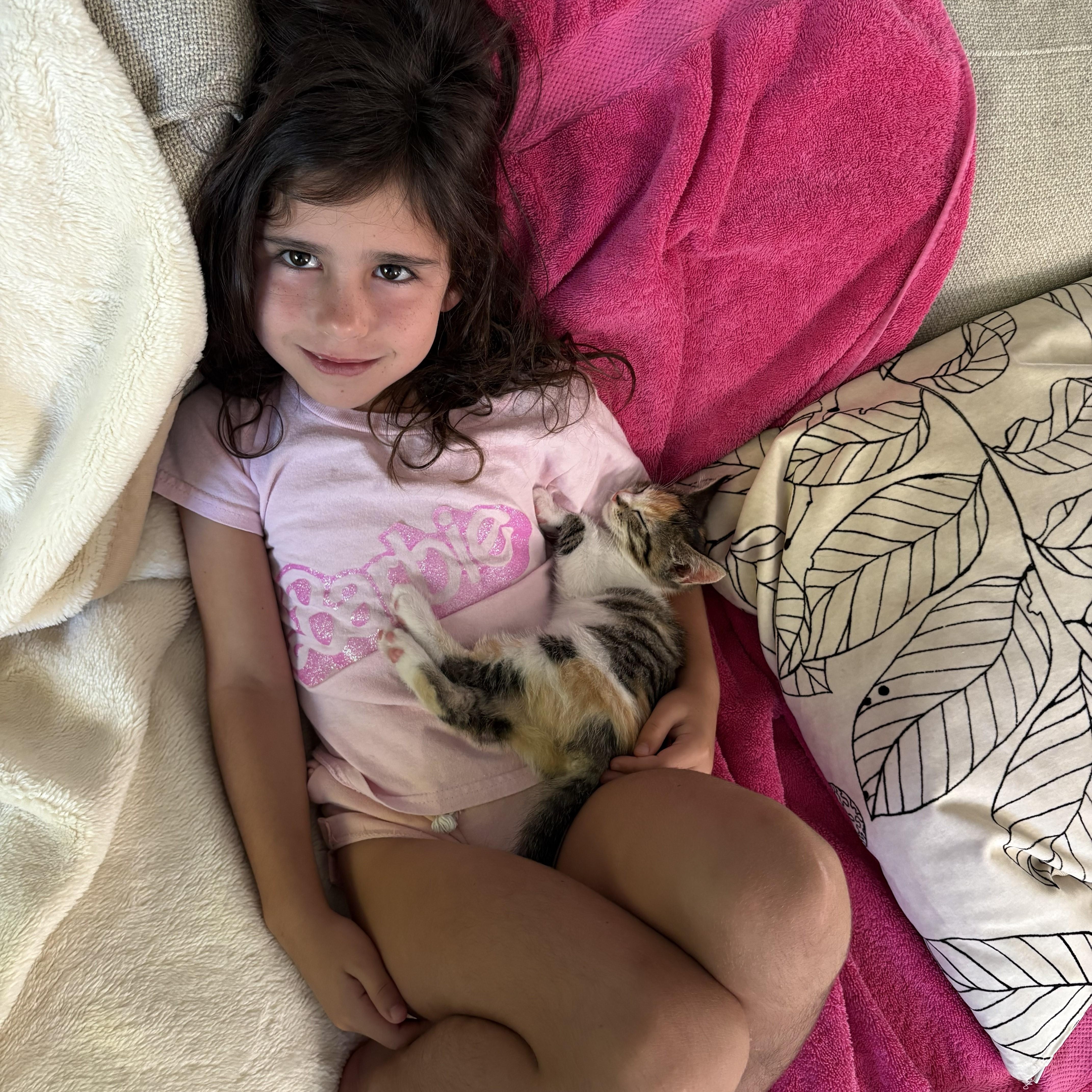 Enlarge Cygnet (bonded with Swan), a Adoptable Domestic Short Hair in Chicago, IL image 5/6