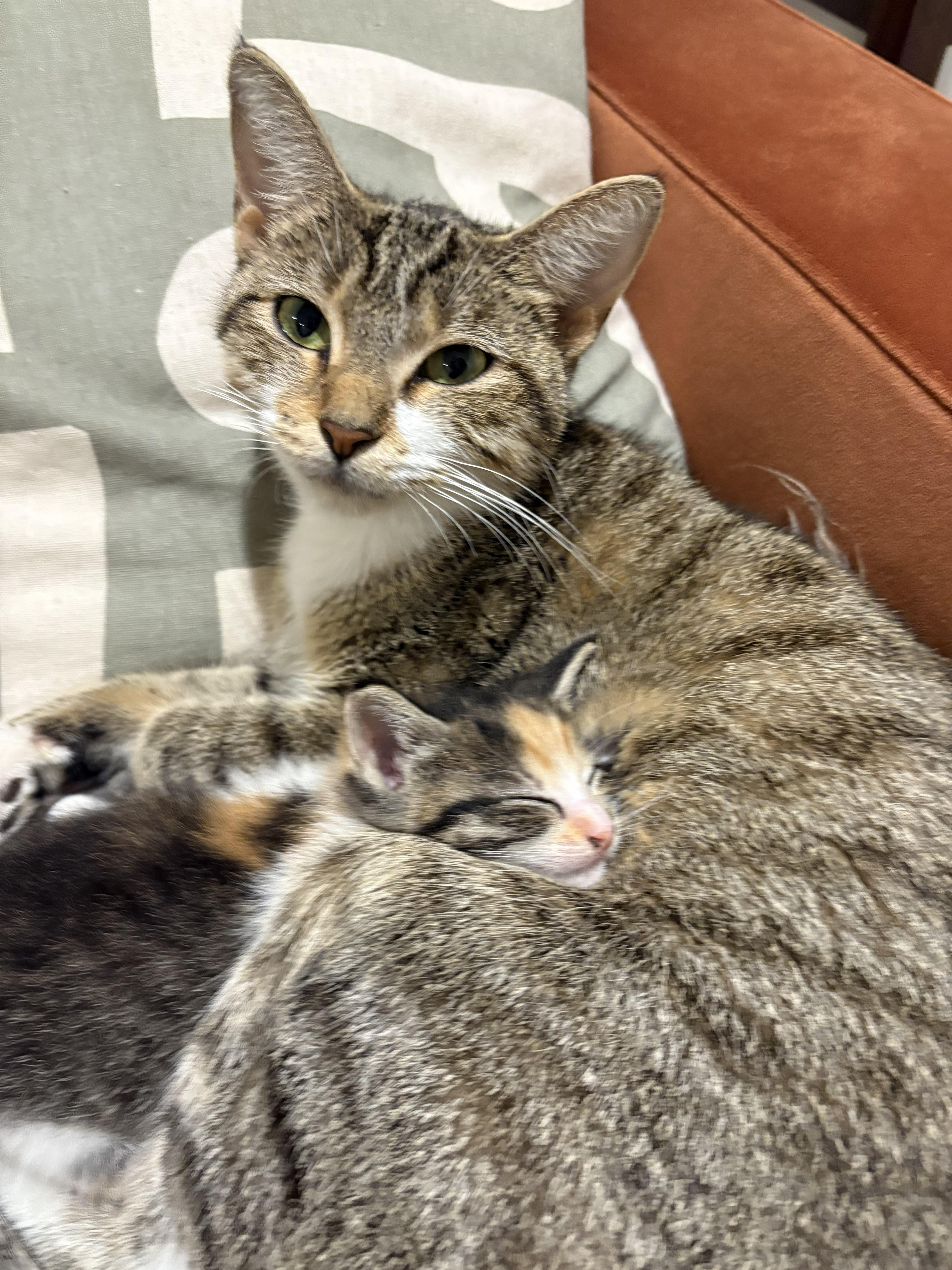 Enlarge Cygnet (bonded with Swan), a Adoptable Domestic Short Hair in Chicago, IL image 2/6