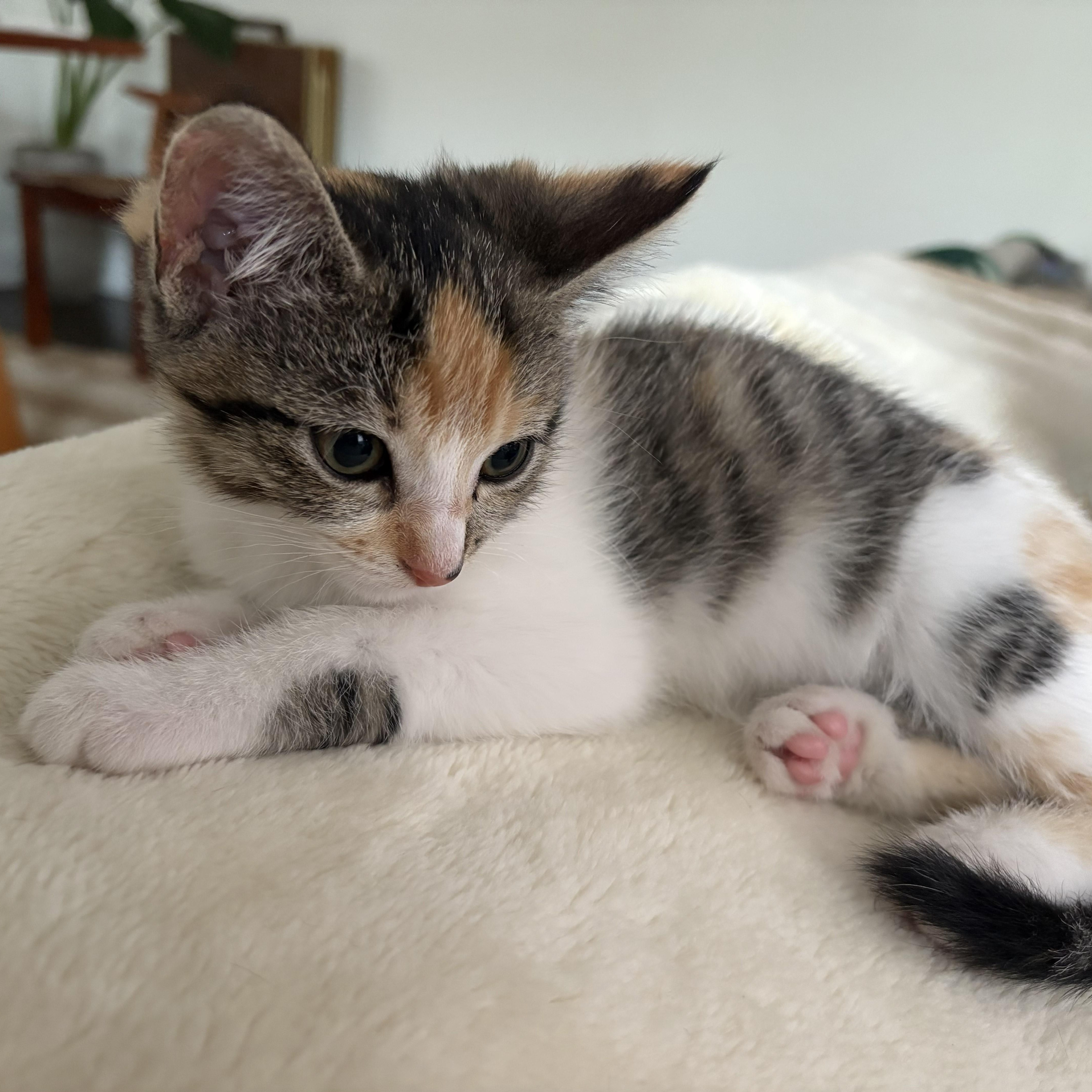 Enlarge Cygnet (bonded with Swan), a Adoptable Domestic Short Hair in Chicago, IL image 3/6