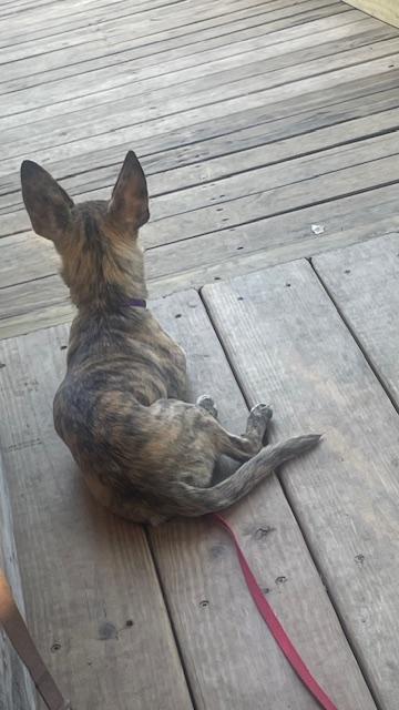 ophelia, Adopted, Adult Female Chihuahua.