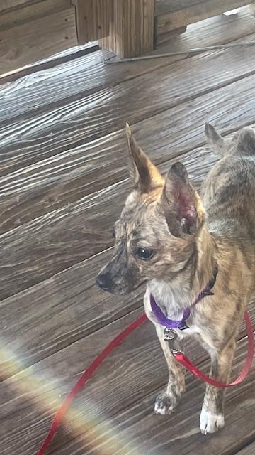 Enlarge ophelia, a Adopted Chihuahua in Bradenton, FL image 2/6