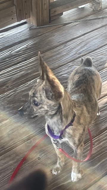 Enlarge ophelia, a Adopted Chihuahua in Bradenton, FL image 3/6