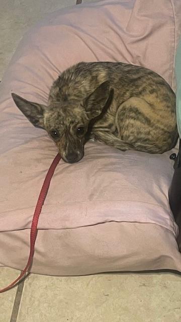 Enlarge ophelia, a Adopted Chihuahua in Bradenton, FL image 4/6
