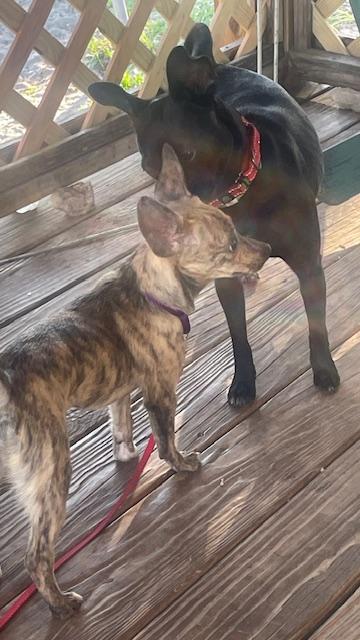 Enlarge ophelia, a Adopted Chihuahua in Bradenton, FL image 5/6