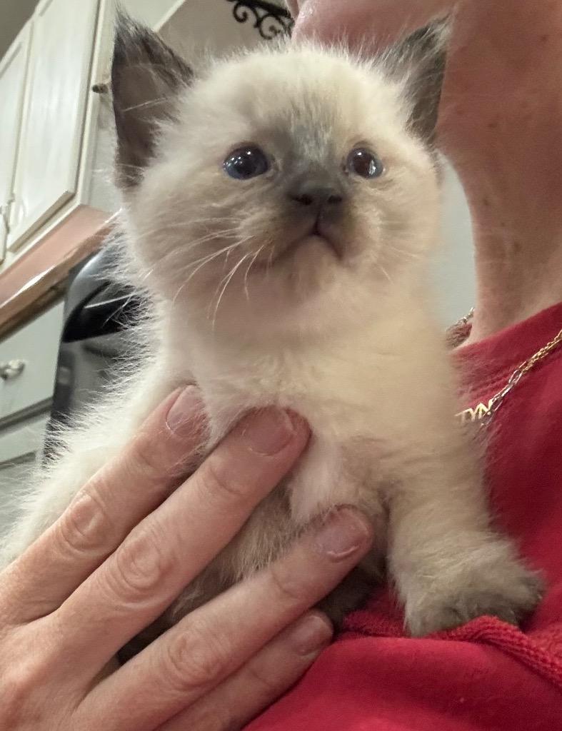 Minnie, Adopted, Kitten Female Domestic Medium Hair.