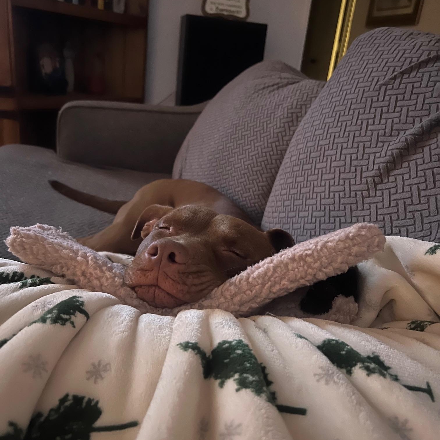 Nemo, an adoptable Pit Bull Terrier in Fort Collins, CO, 80524 | Photo Image 3