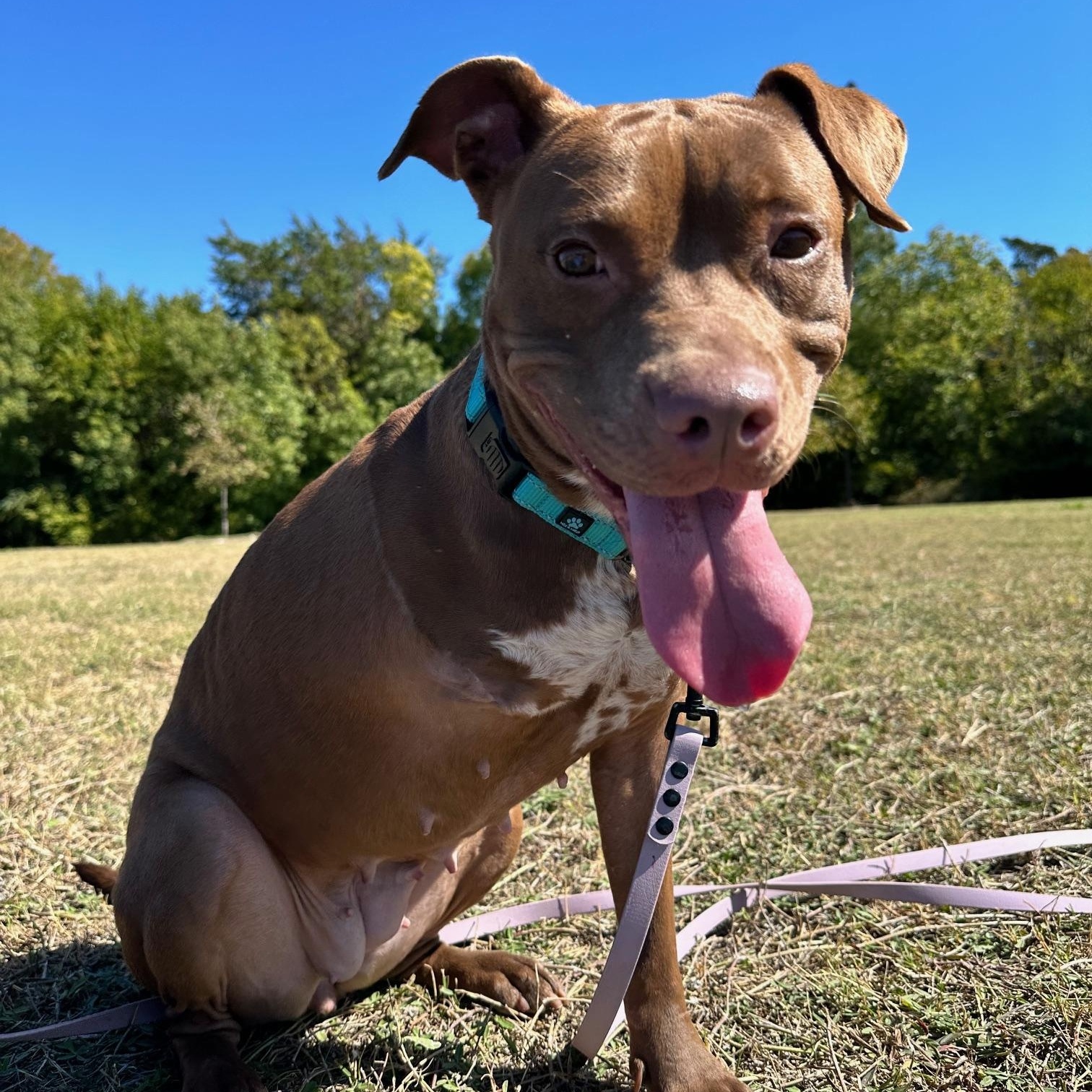 Nemo, an adoptable Pit Bull Terrier in Fort Collins, CO, 80524 | Photo Image 4