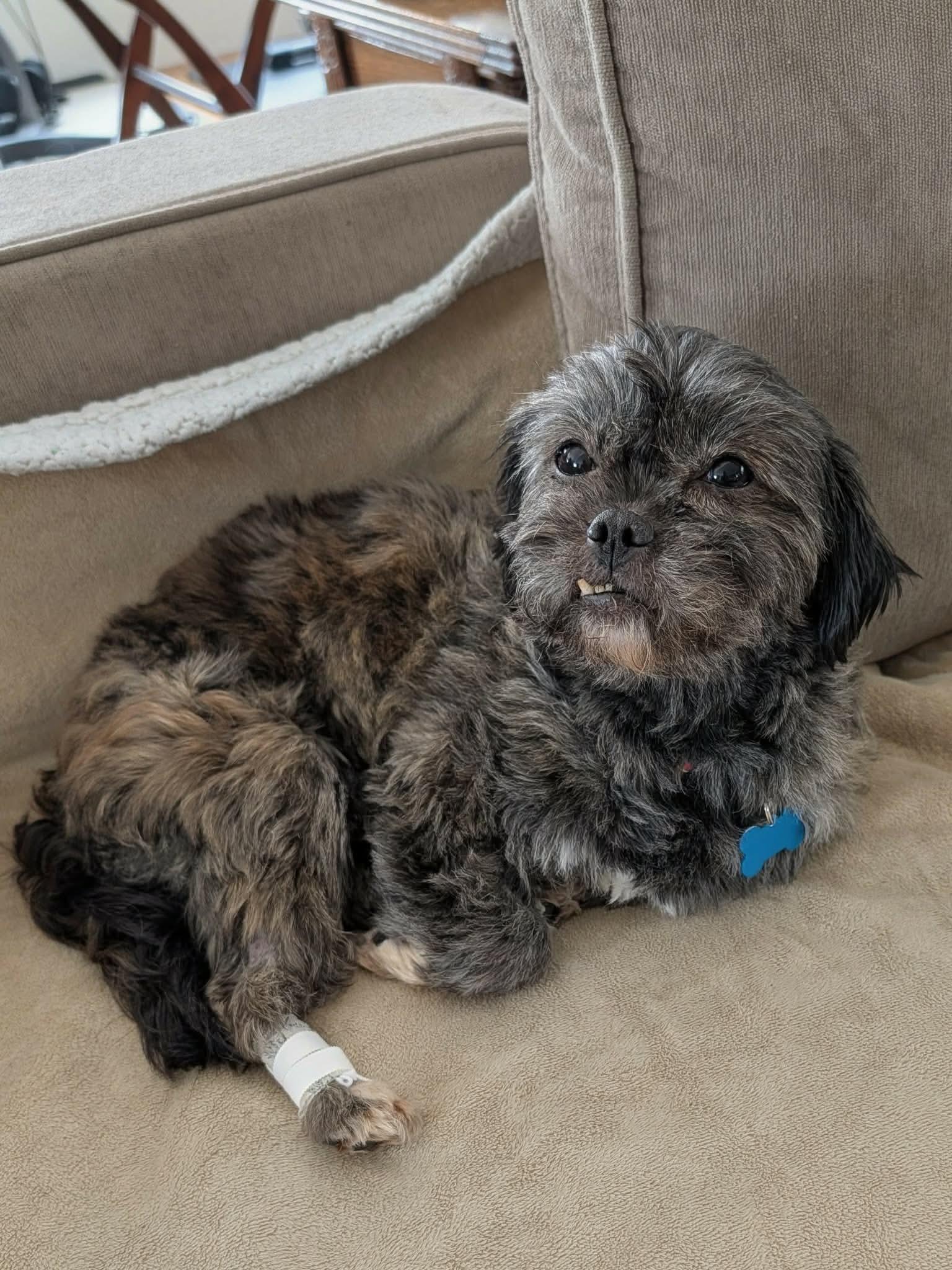 Natasha, a ADOPTABLE Shih Tzu in Whitewater, WI image 1/6