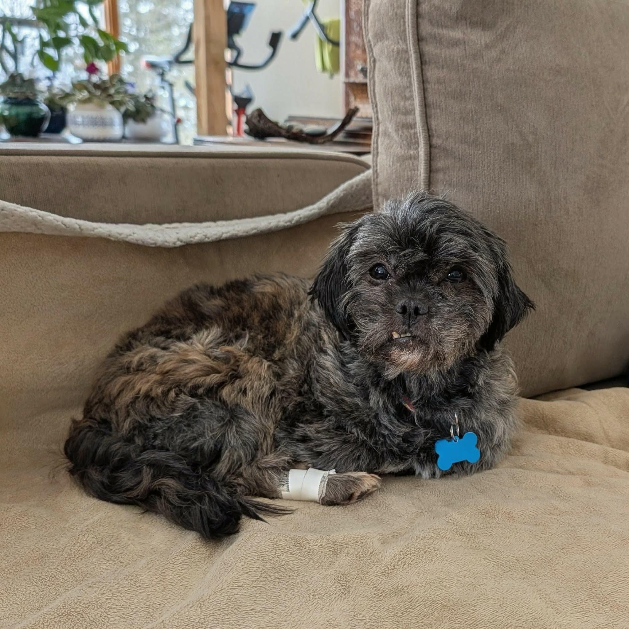 Natasha, a ADOPTABLE Shih Tzu in Whitewater, WI image 2/6