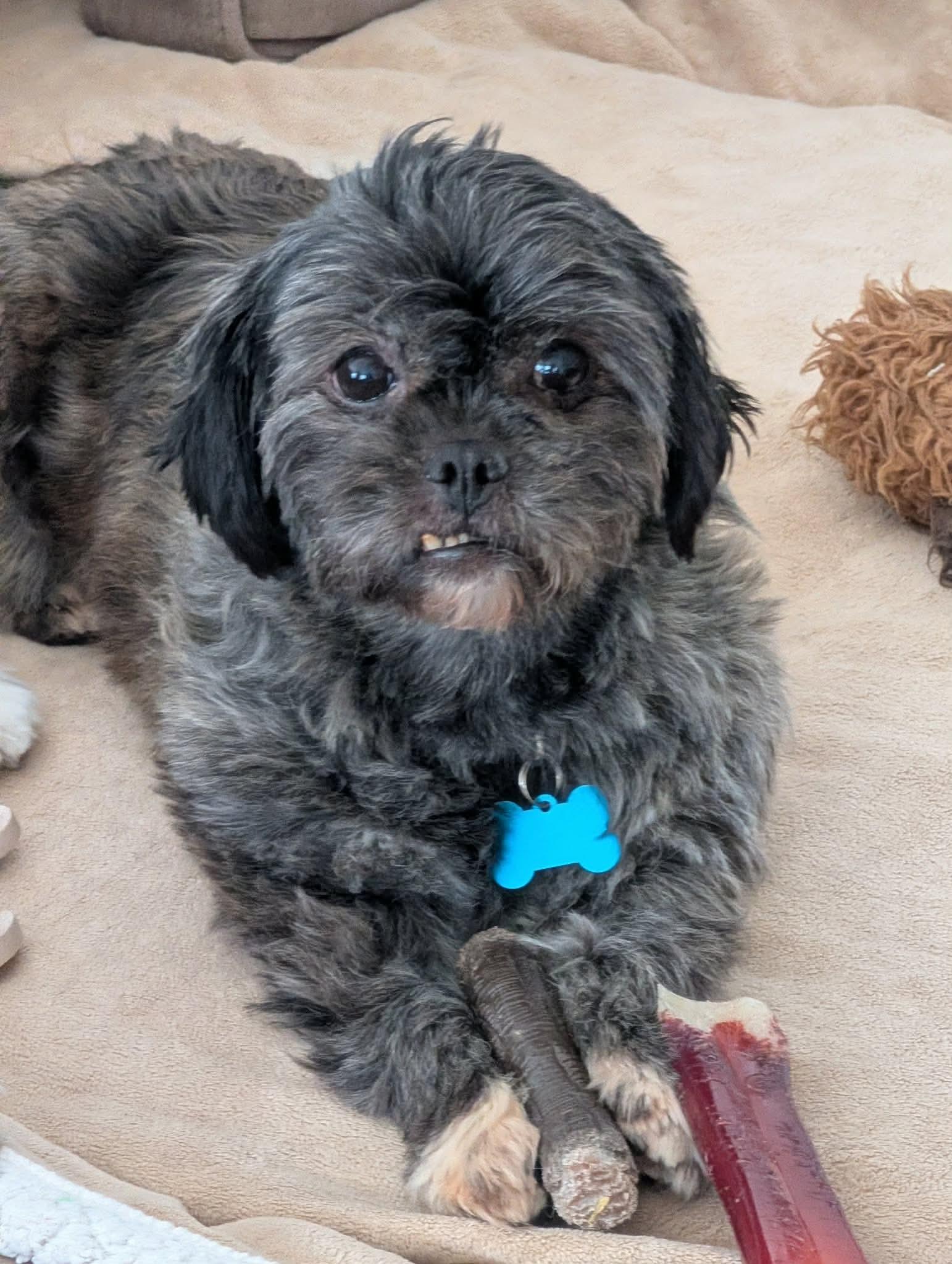 Natasha, a ADOPTABLE Shih Tzu in Whitewater, WI image 4/6