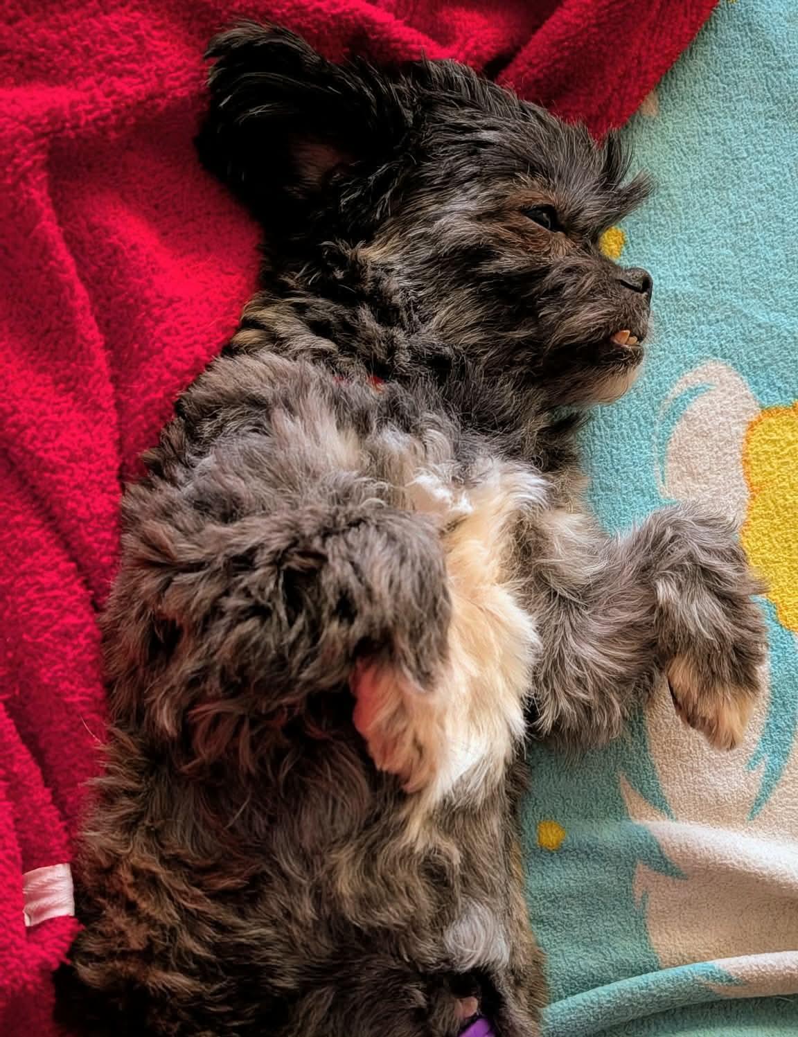 Natasha, a ADOPTABLE Shih Tzu in Whitewater, WI image 5/6