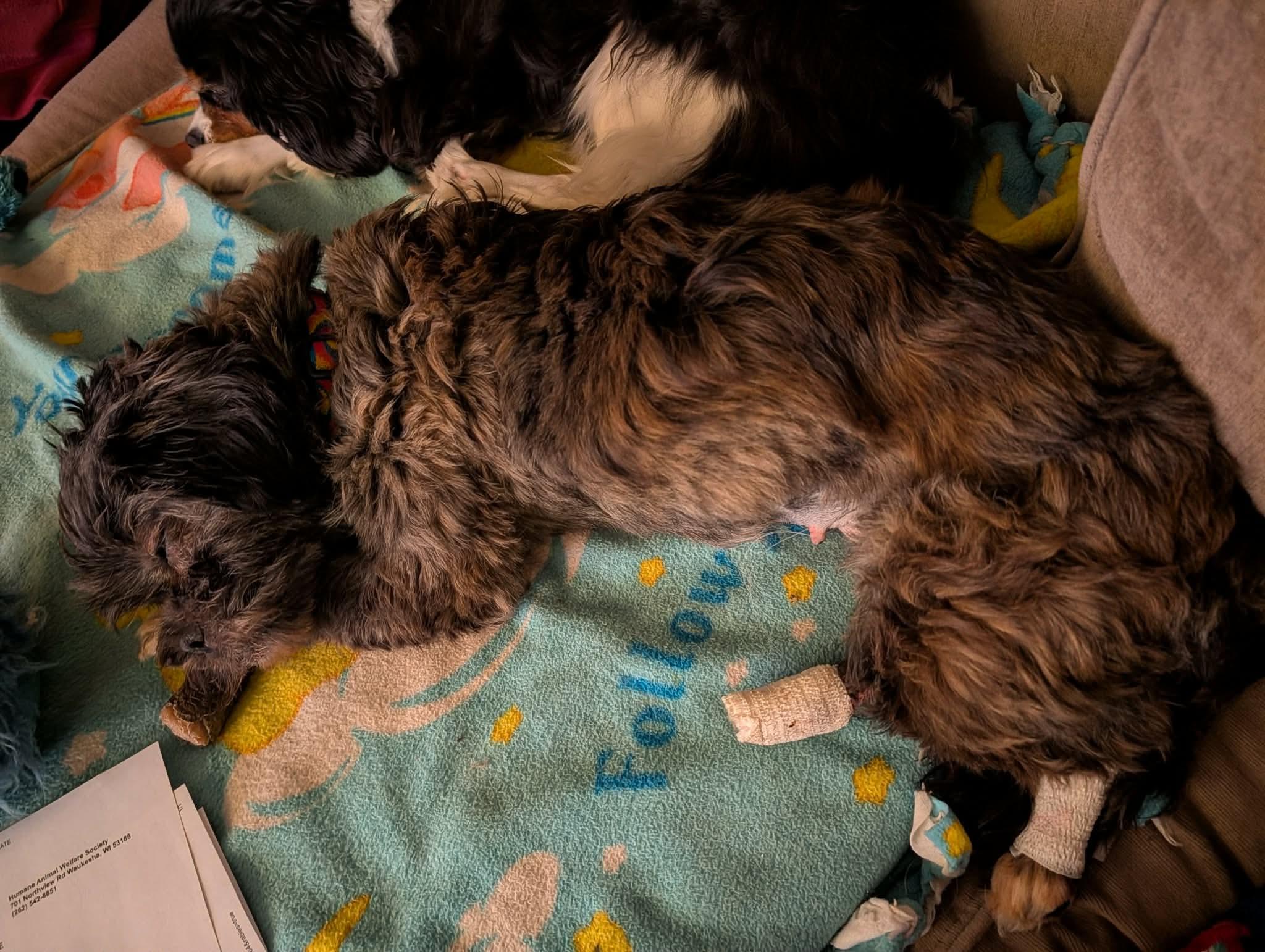 Natasha, a ADOPTABLE Shih Tzu in Whitewater, WI image 6/6