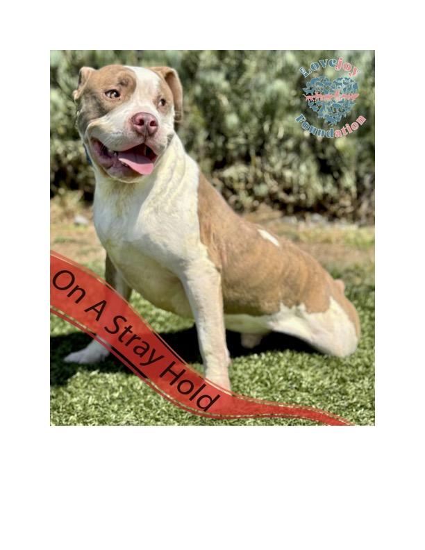 Enlarge Balboa COH, a Adoptable mixed breed in Inglewood, CA image 2/4