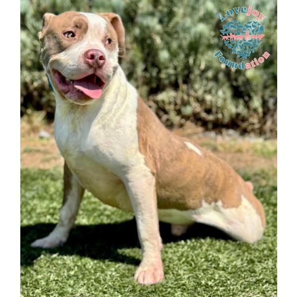 Enlarge Balboa COH, a Adoptable mixed breed in Inglewood, CA image 4/4