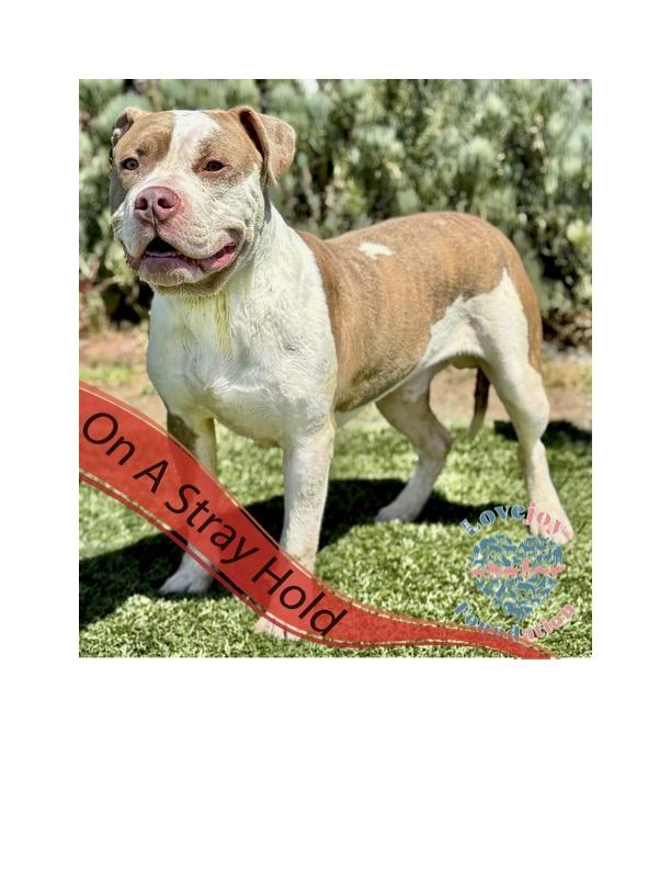 Enlarge Balboa COH, a Adoptable mixed breed in Inglewood, CA image 1/4