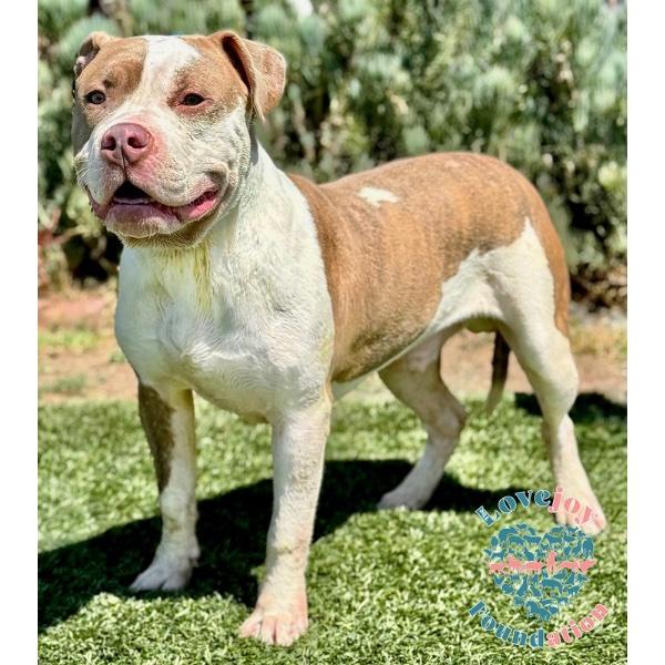 Enlarge Balboa COH, a Adoptable mixed breed in Inglewood, CA image 3/4