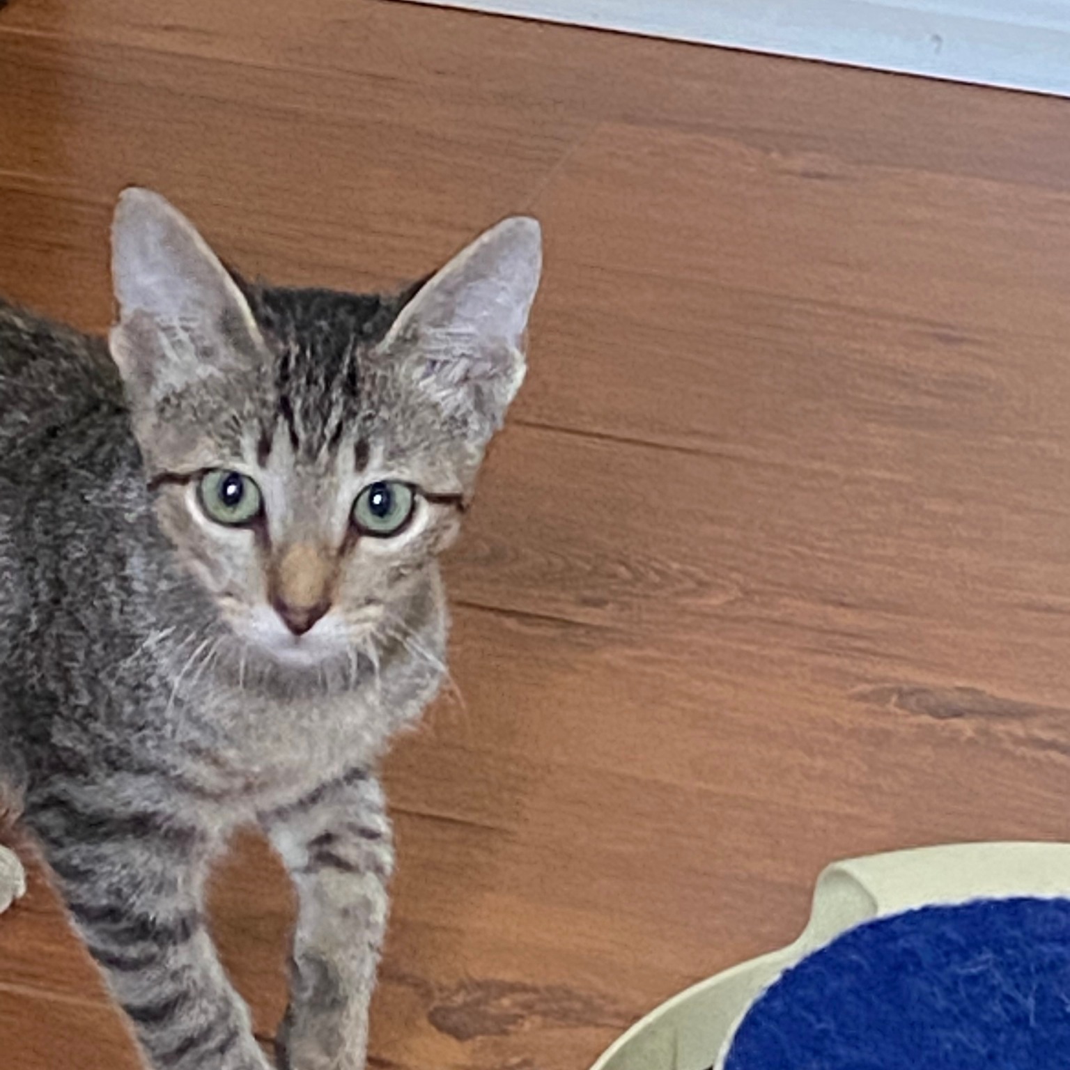 Enlarge DUTTON, a Adoptable Tabby in Flint, TX image 2/6