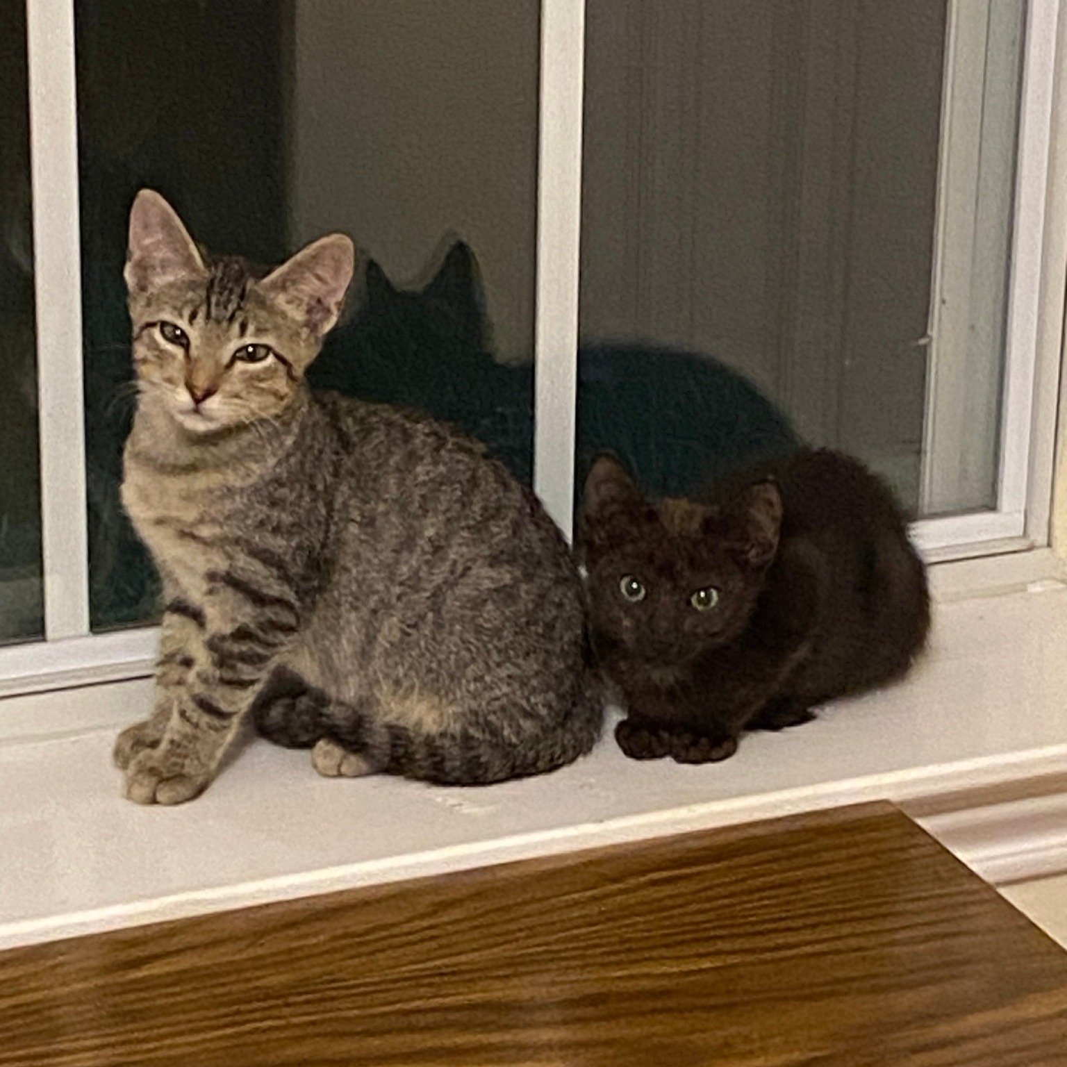 DUTTON, Adoptable, Young Male Tabby.