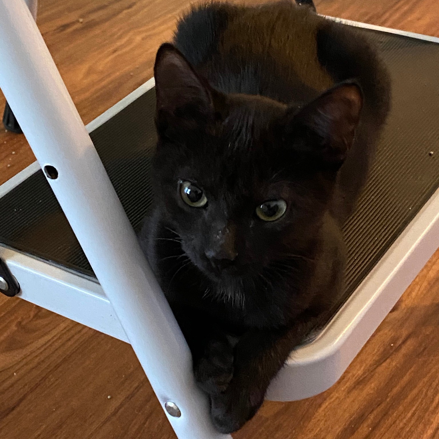 Enlarge DUTTON, a Adoptable Tabby in Flint, TX image 5/6