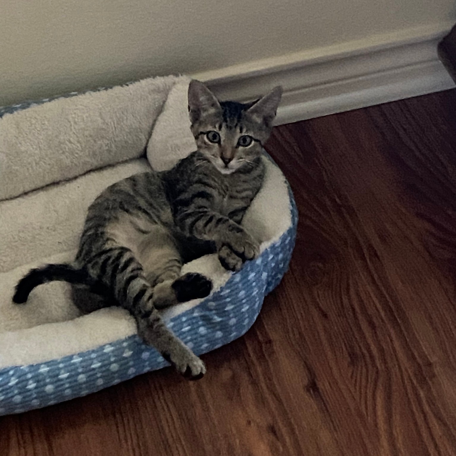 Enlarge DUTTON, a Adoptable Tabby in Flint, TX image 6/6