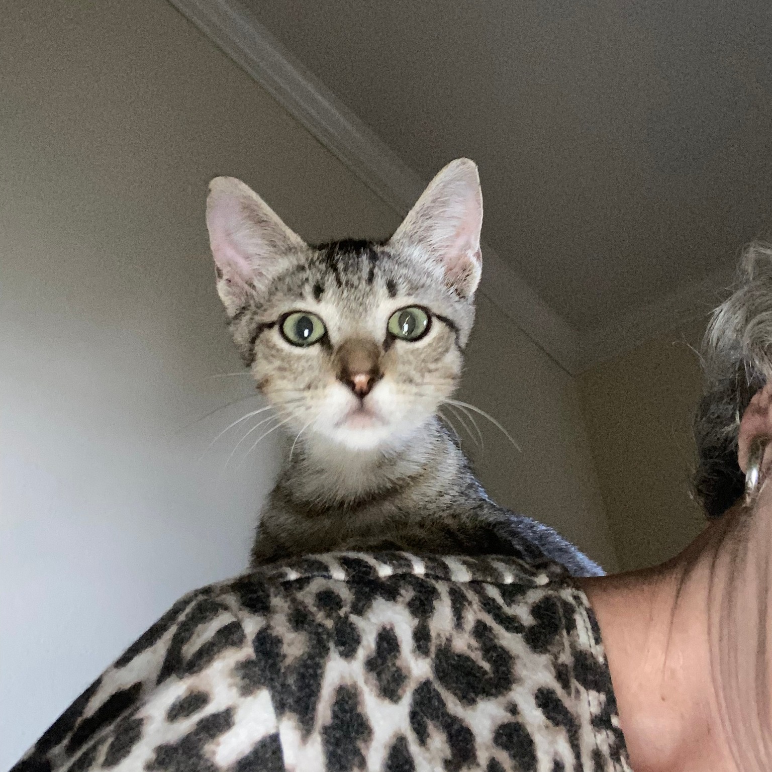 Enlarge DUTTON, a Adoptable Tabby in Flint, TX image 4/6