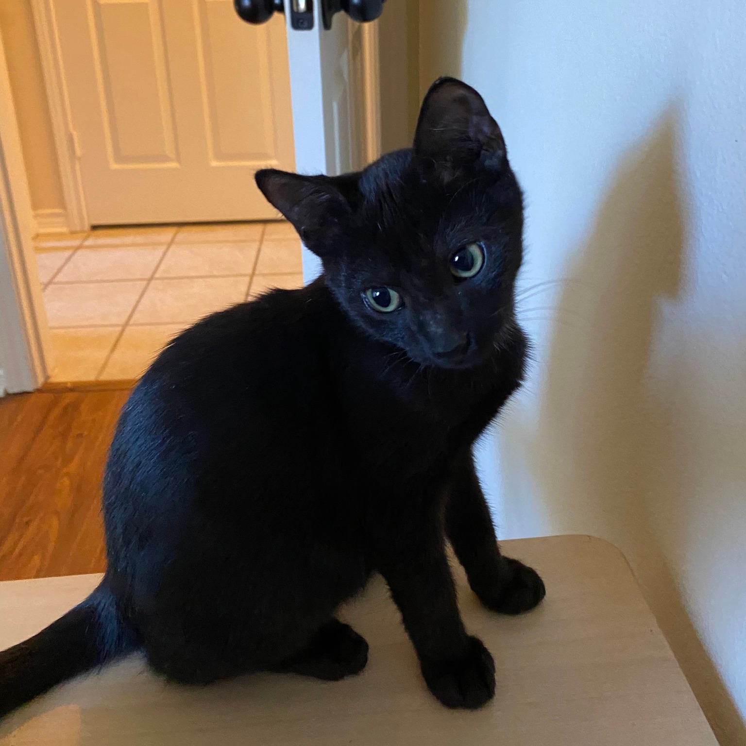 Enlarge DUTTON, a Adoptable Tabby in Flint, TX image 3/6