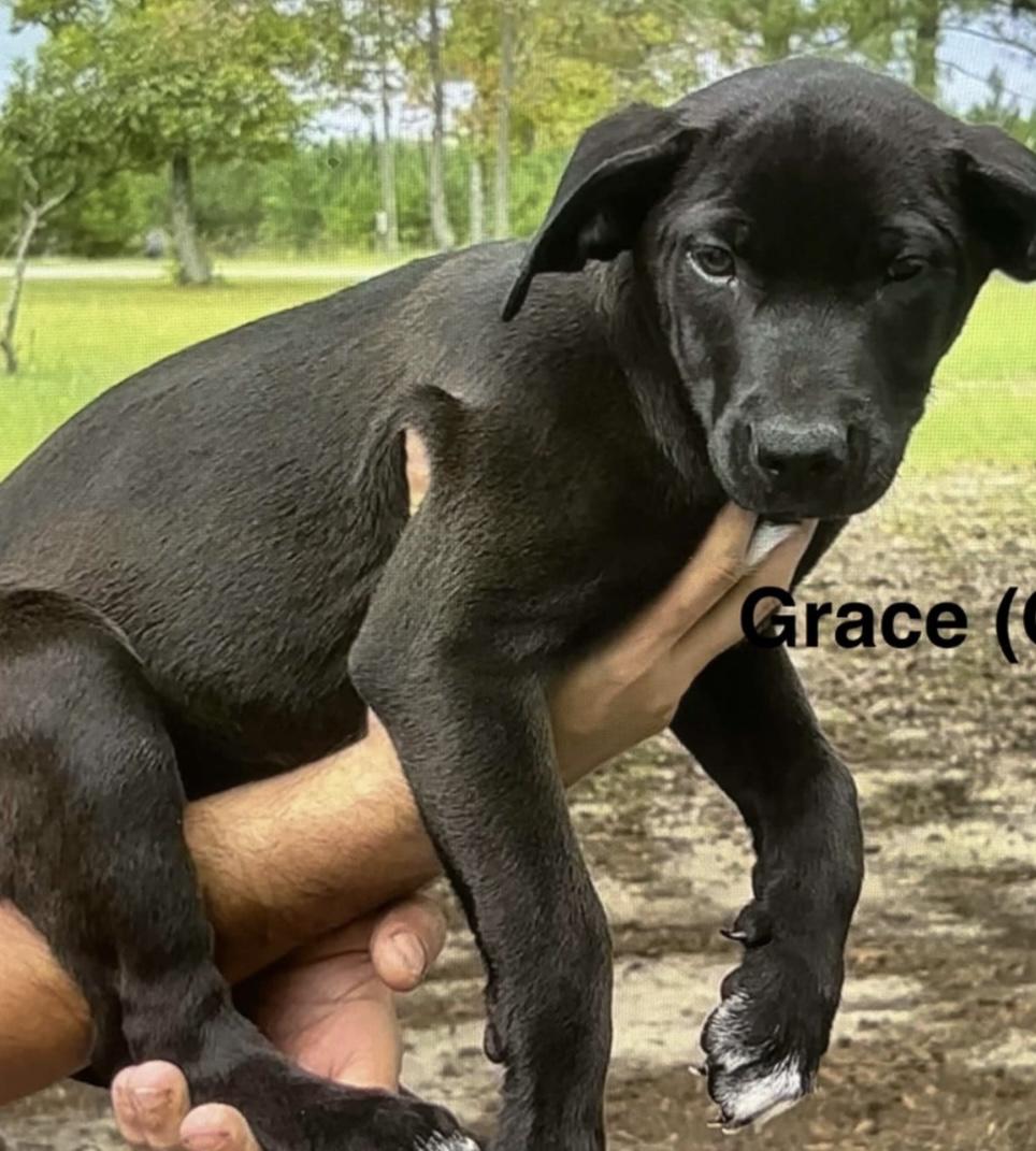 Enlarge Grace, a Adoptable mixed breed in Parma, OH image 1/1