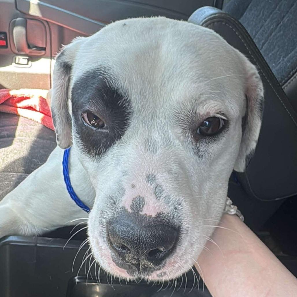 Scoots, Adoptable, Young Male Mixed Breed.