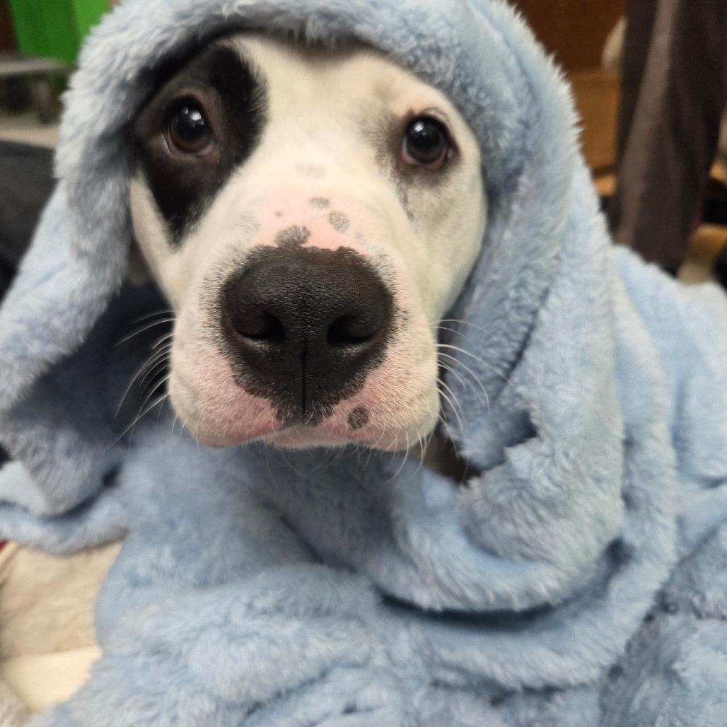 Scoots, a Adoptable Mixed Breed in Beckley, WV image 4/4