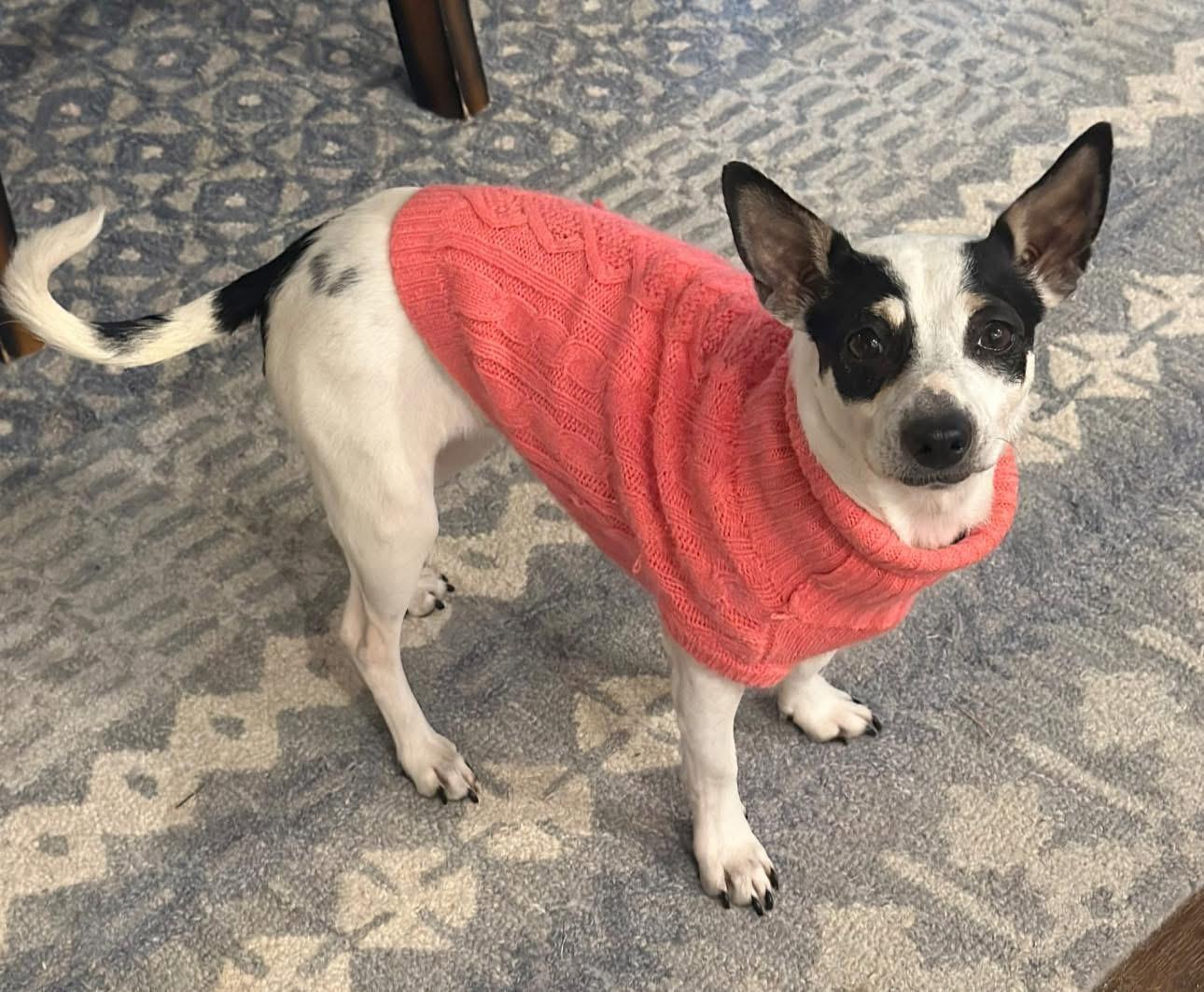 Enlarge Anna, a Adoptable mixed breed in Rockwall, TX image 5/5