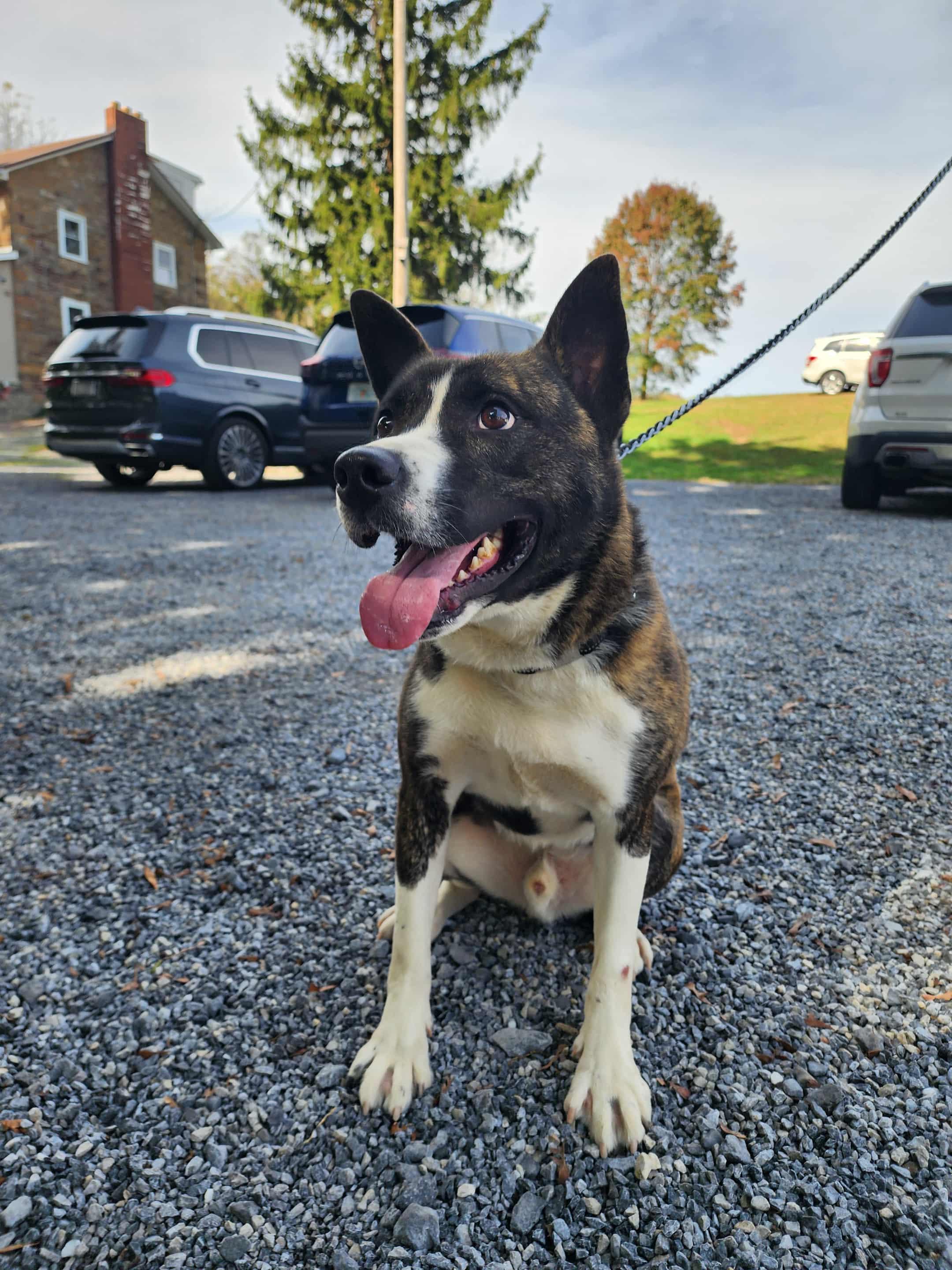 Enlarge Karma, a Adoptable mixed breed in Dillsburg, PA image 1/6