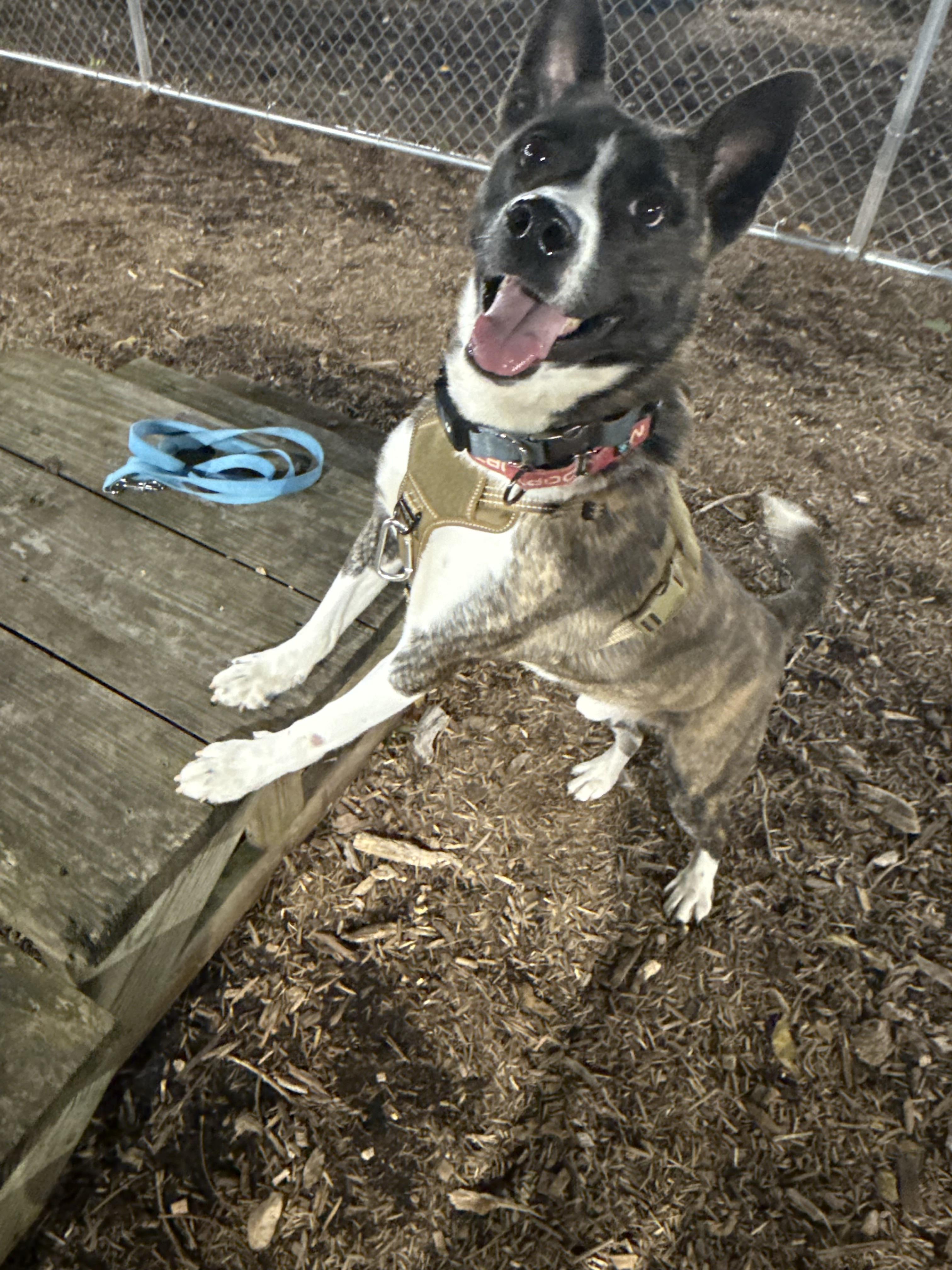 Enlarge Karma, a Adoptable mixed breed in Dillsburg, PA image 2/6