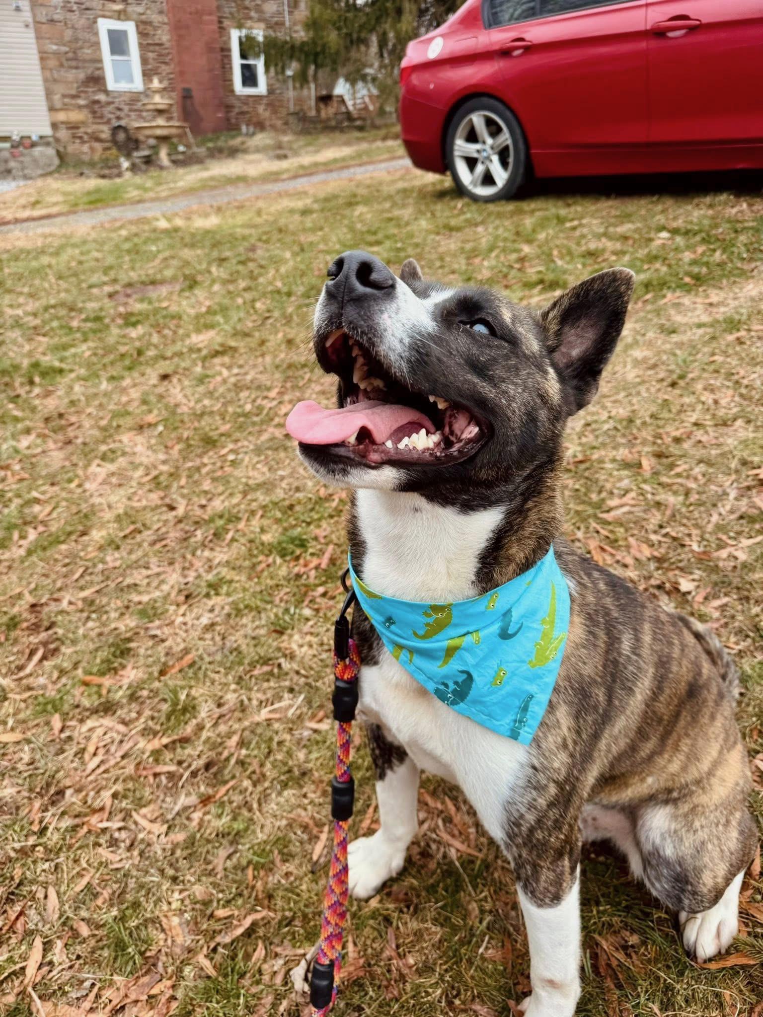 Karma, a Adoptable mixed breed in Dillsburg, PA image 3/5