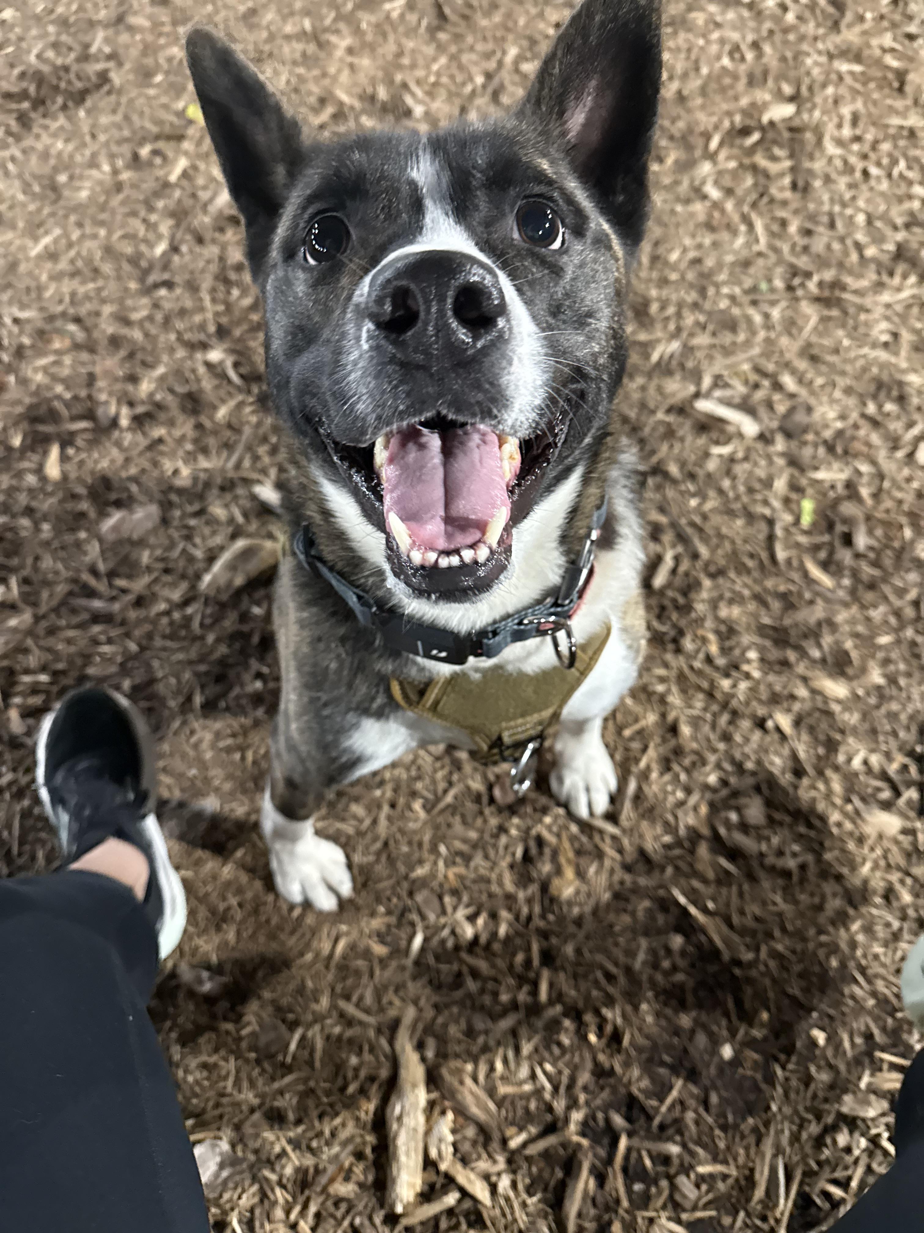 Enlarge Karma, a Adoptable mixed breed in Dillsburg, PA image 4/6