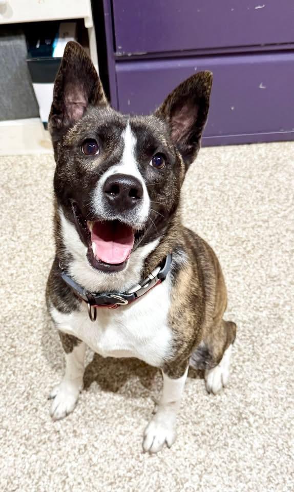 Enlarge Karma, a Adoptable mixed breed in Dillsburg, PA image 5/6