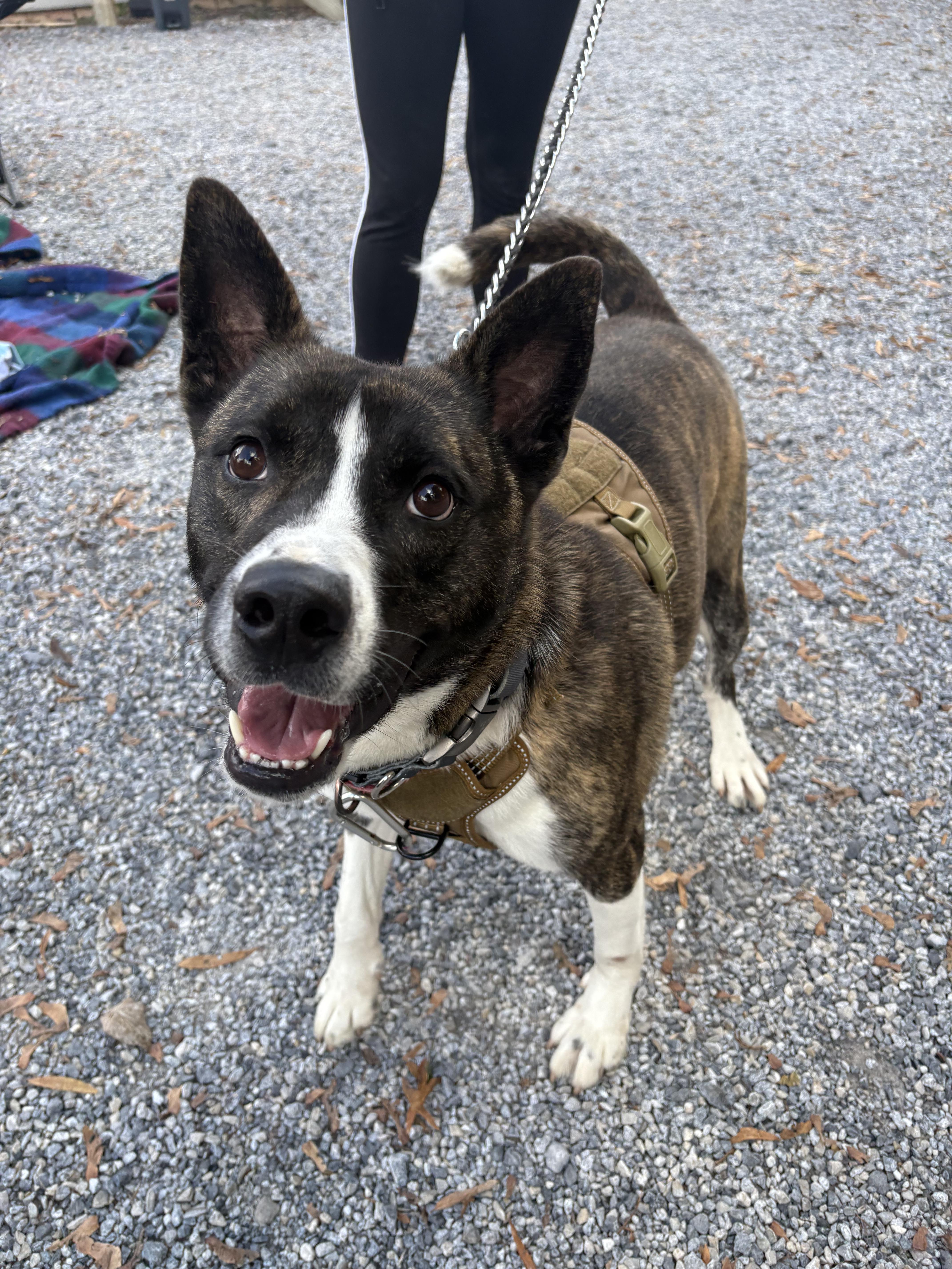 Enlarge Karma, a Adoptable mixed breed in Dillsburg, PA image 6/6