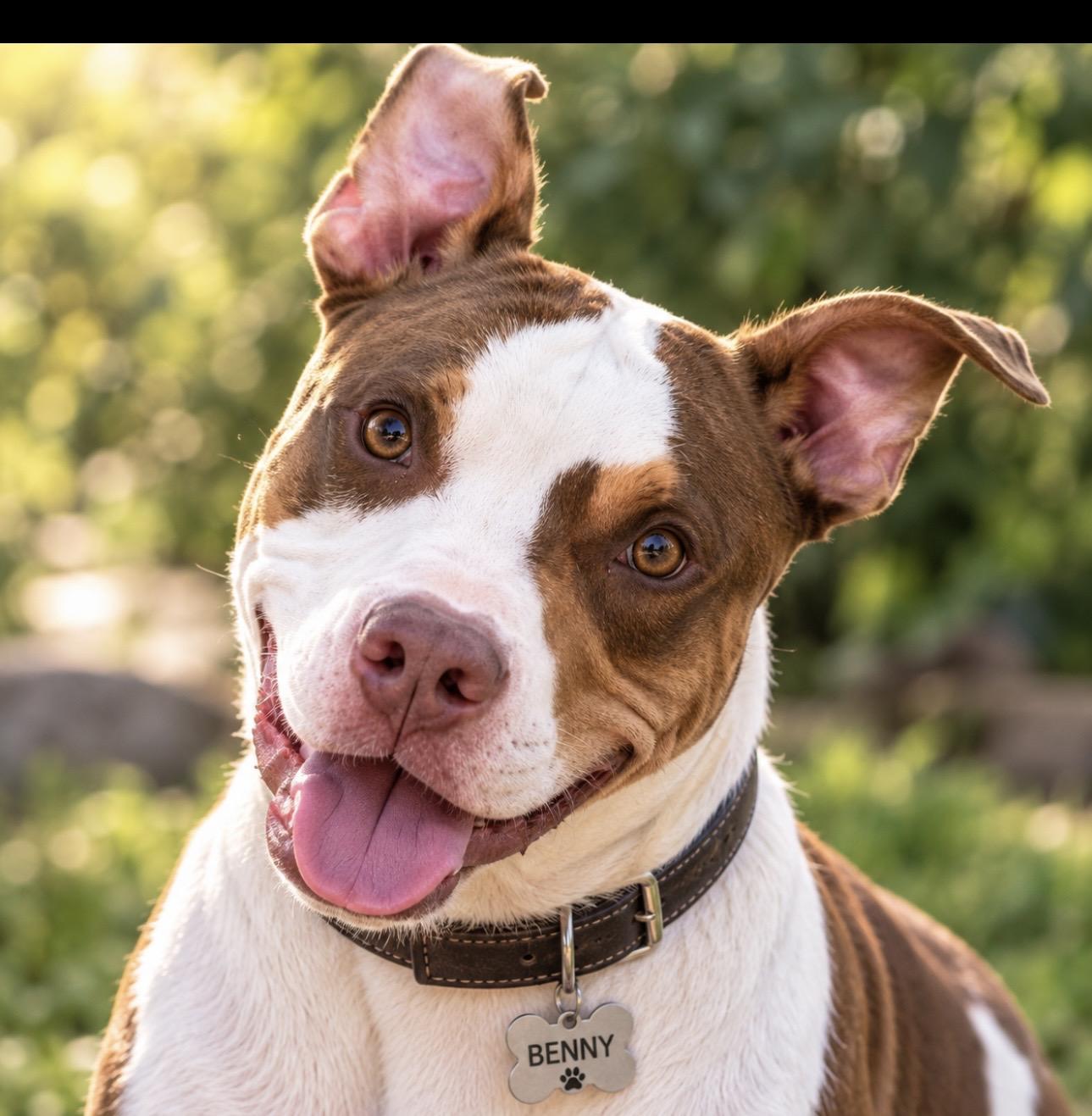 Benny, Adoptable, Adult Male Pit Bull Terrier.