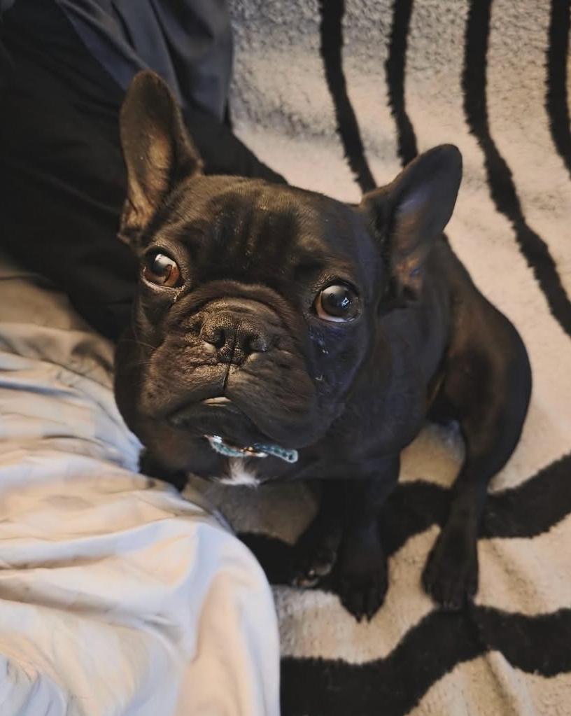 Gucci, adopted, Young Female French Bulldog.