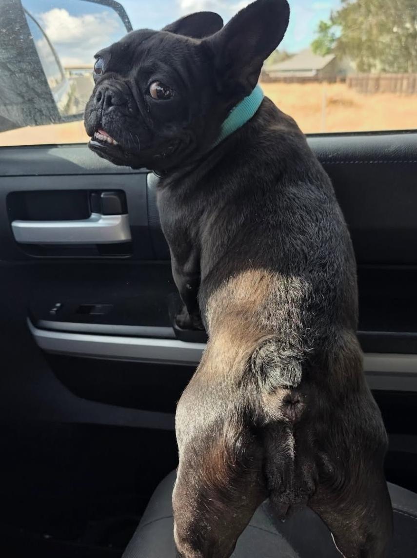 Enlarge Gucci, an adopted French Bulldog in Santa Clara, CA image 3/4