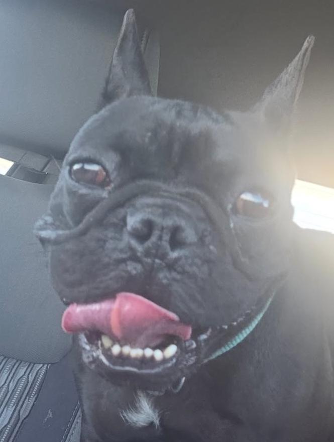 Enlarge Gucci, an adopted French Bulldog in Santa Clara, CA image 4/4