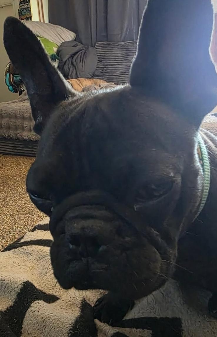 Enlarge Gucci, an adopted French Bulldog in Santa Clara, CA image 2/4